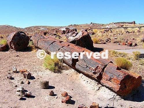 Petrified Forest National